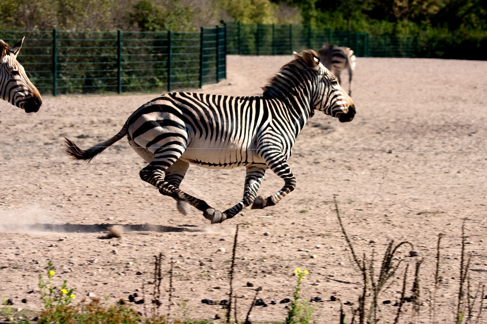 Zebra im Galopp