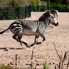 Zebra im Galopp