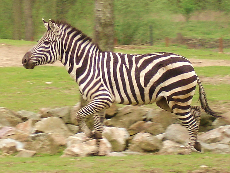 Zebra im Galopp