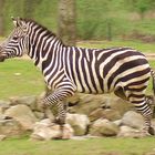 Zebra im Galopp