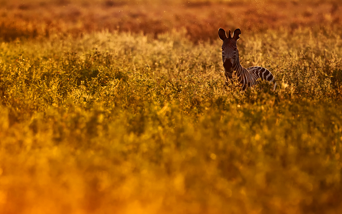 Zebra im Gegenlicht -