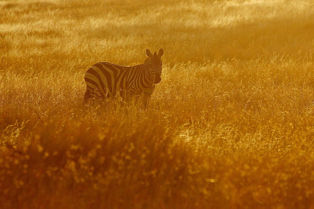 Zebra im Gegenlicht