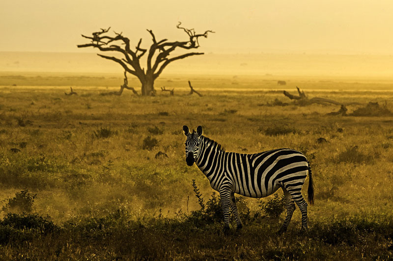 Zebra im Gegenlicht im Lake Amboseli Nationalpark / Kenia