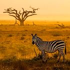 Zebra im Gegenlicht im Lake Amboseli Nationalpark / Kenia