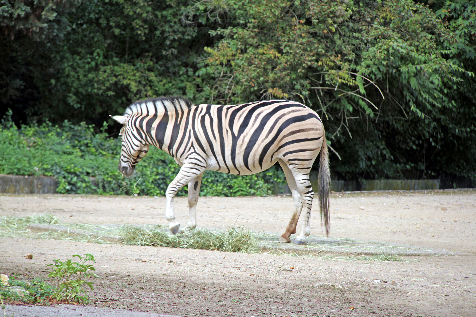 Zebra im Heidelberger Zoo