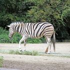 Zebra im Heidelberger Zoo