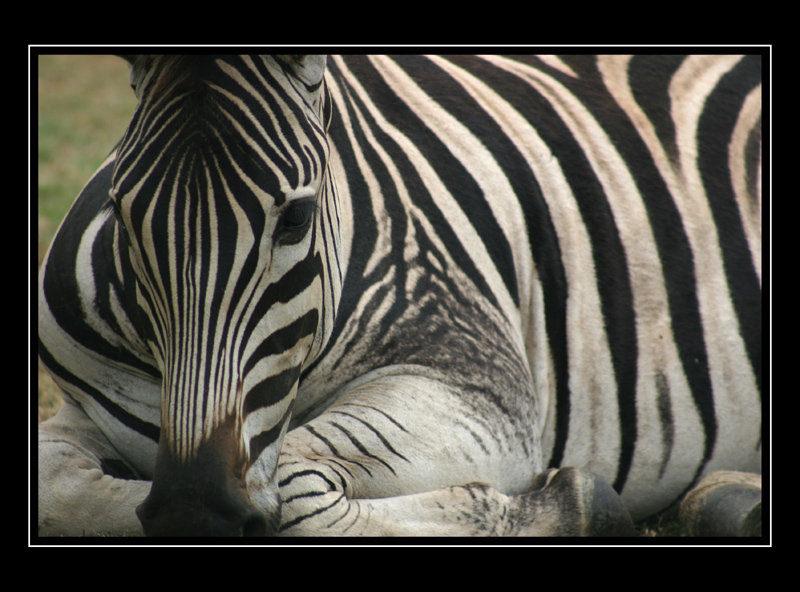Zebra im Hluhluwe-Umfolozi Game Reserve