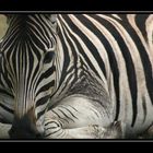 Zebra im Hluhluwe-Umfolozi Game Reserve