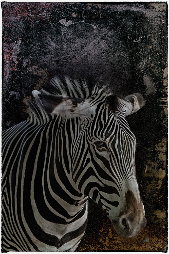 Zebra im Kölner Zoo