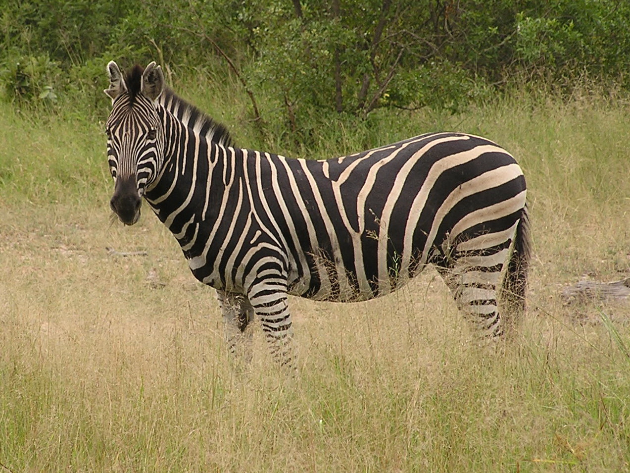 Zebra im Krüger Nat. Park in Südafrika