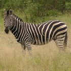 Zebra im Krüger Nat. Park in Südafrika