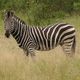 Zebra im Krger Nat. Park in Sdafrika