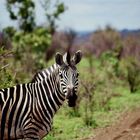 Zebra im Krüger Nationalpark