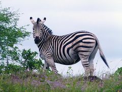 Zebra im Krüger NP