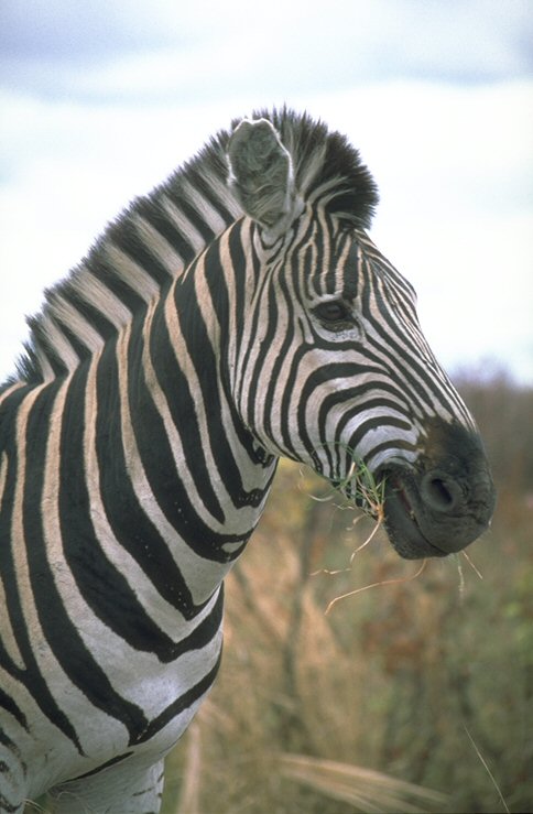 Zebra im Krüger-Park