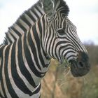Zebra im Krüger-Park