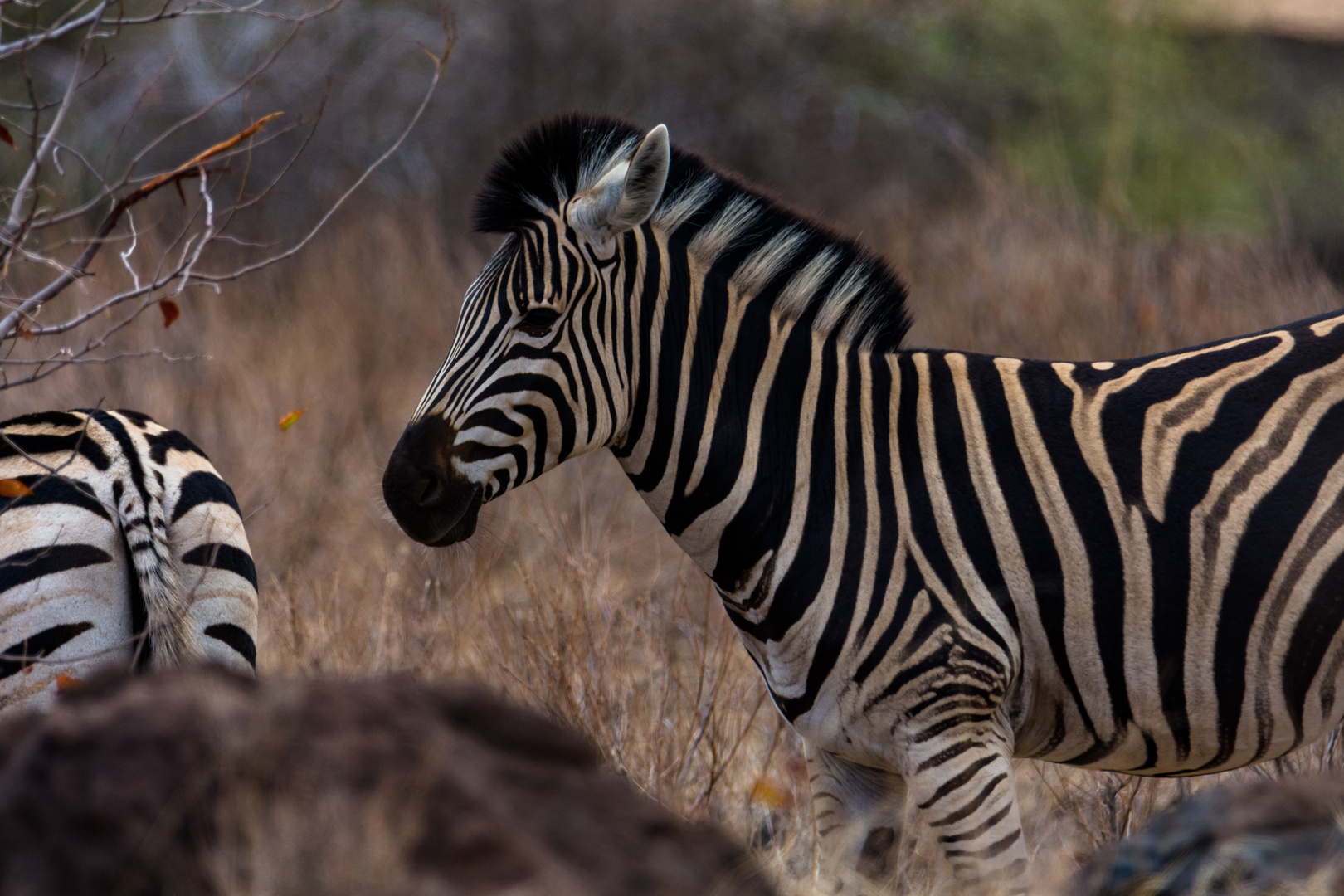 Zebra im Kruger Park