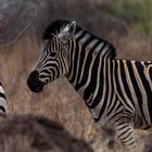 Zebra im Kruger Park