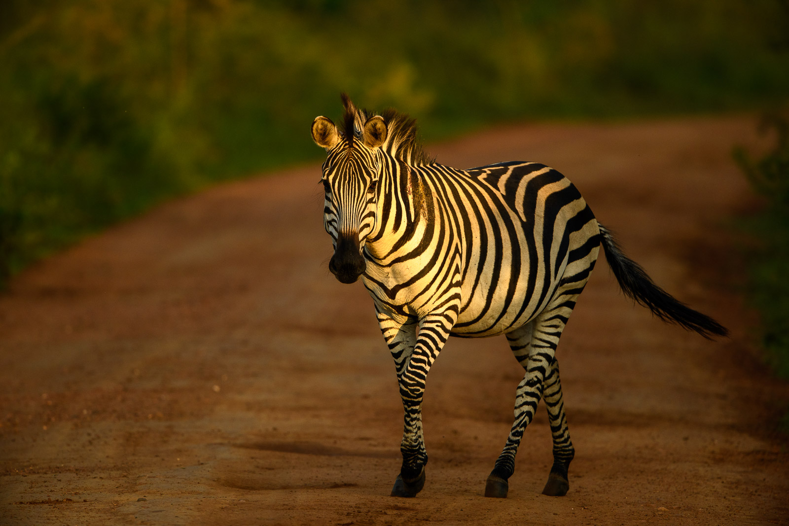 Zebra im Lake Mburo National Park, Uganda