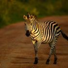 Zebra im Lake Mburo National Park, Uganda