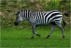 Zebra im Laufschritt (Zoo Neuwied)