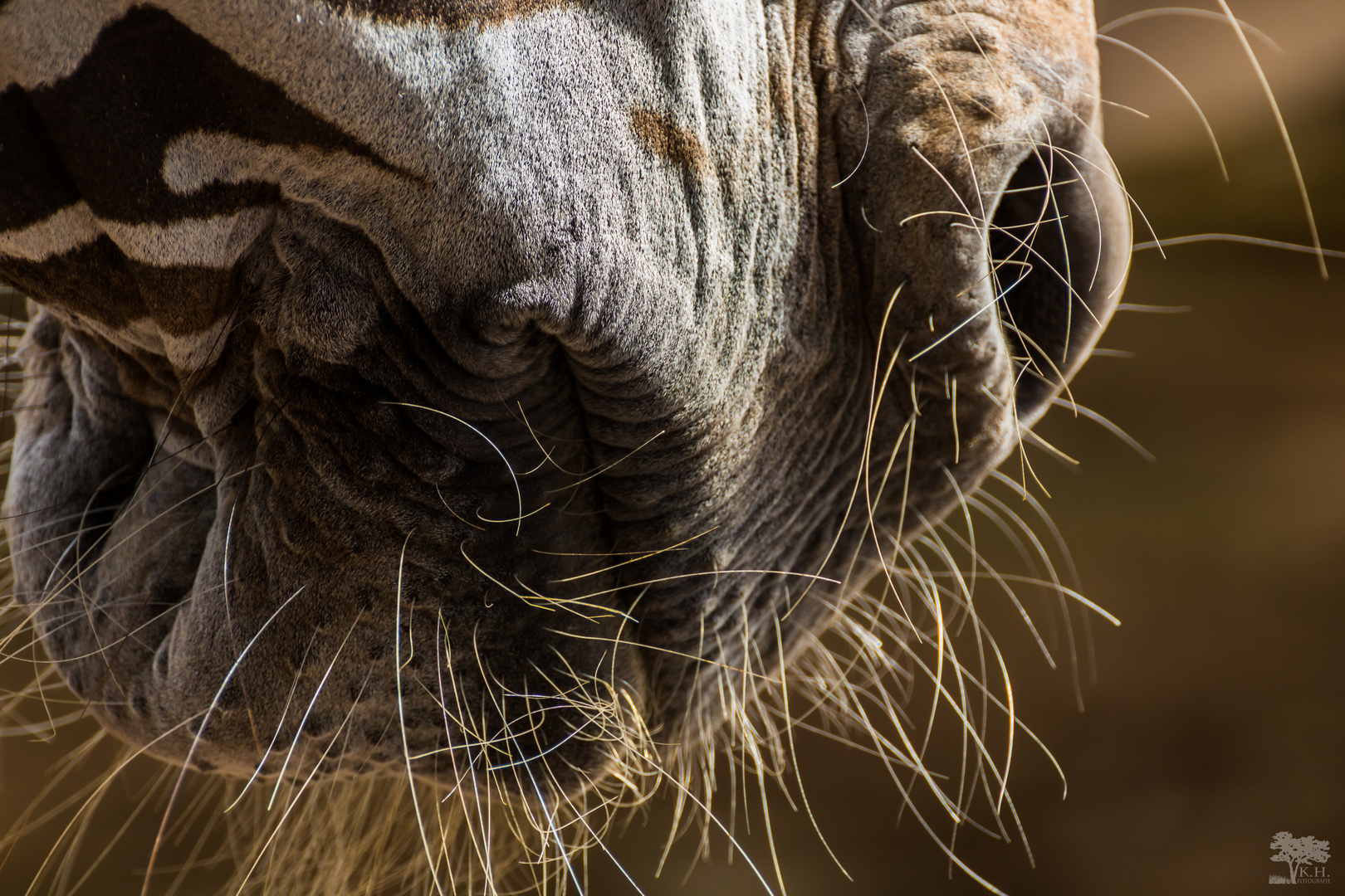 Zebra im Leipziger Zoo 2016