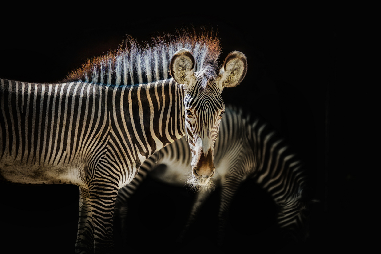 Zebra im Licht