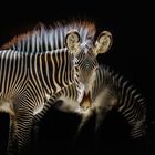 Zebra im Licht