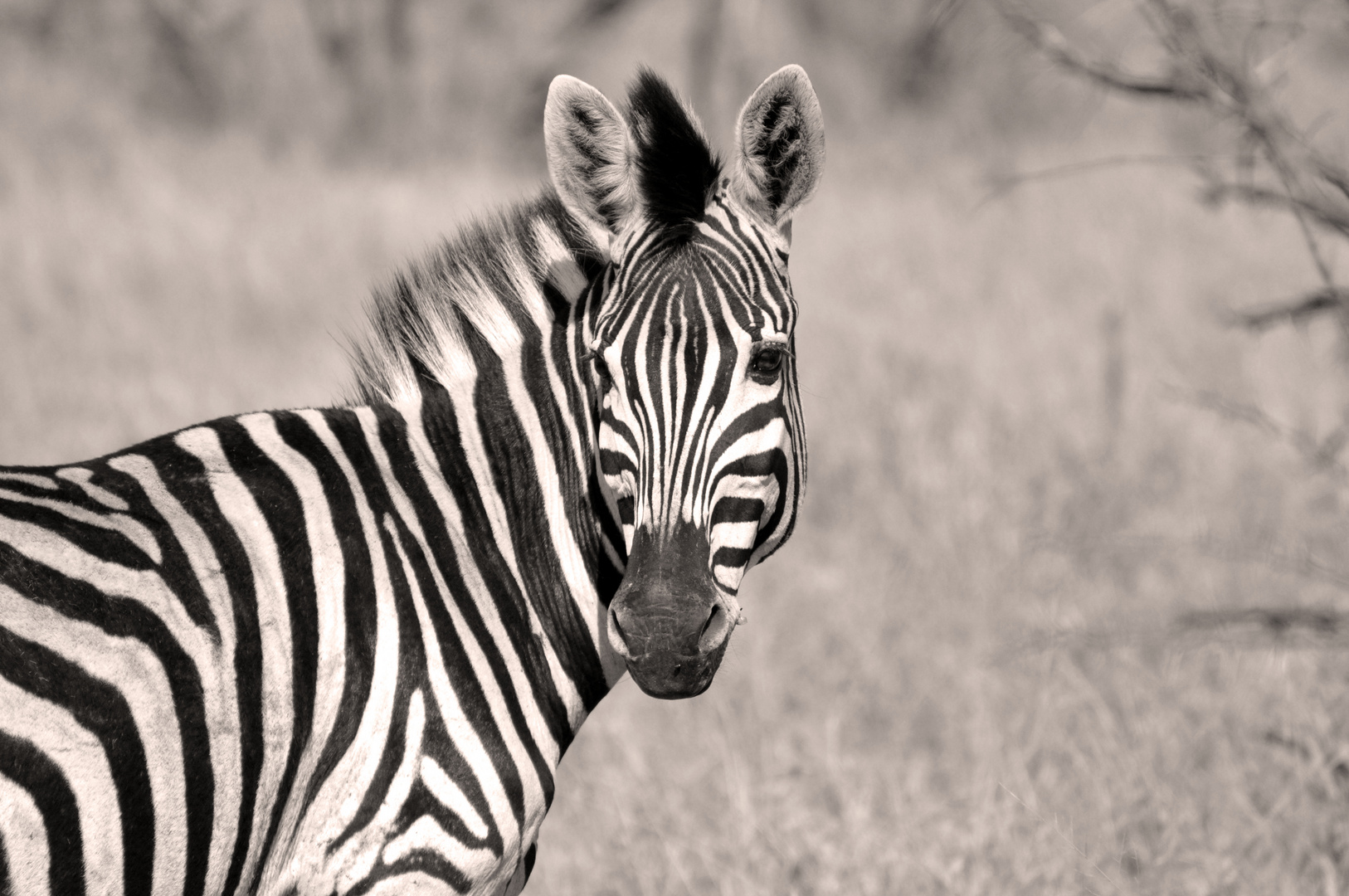 Zebra im Manyeleti Foto &amp; Bild | africa, southern africa, south africa ...
