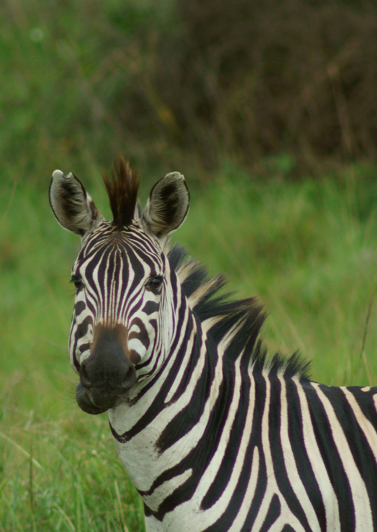 Zebra im Mburu NP