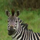 Zebra im Mburu NP
