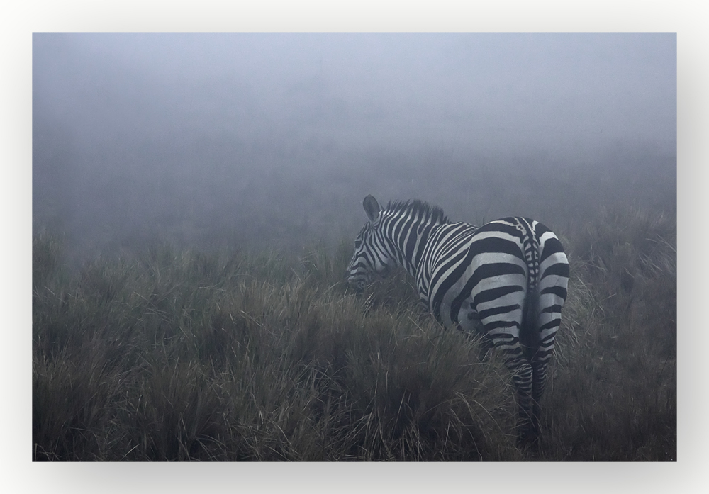 Zebra im Nebel