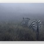 Zebra im Nebel