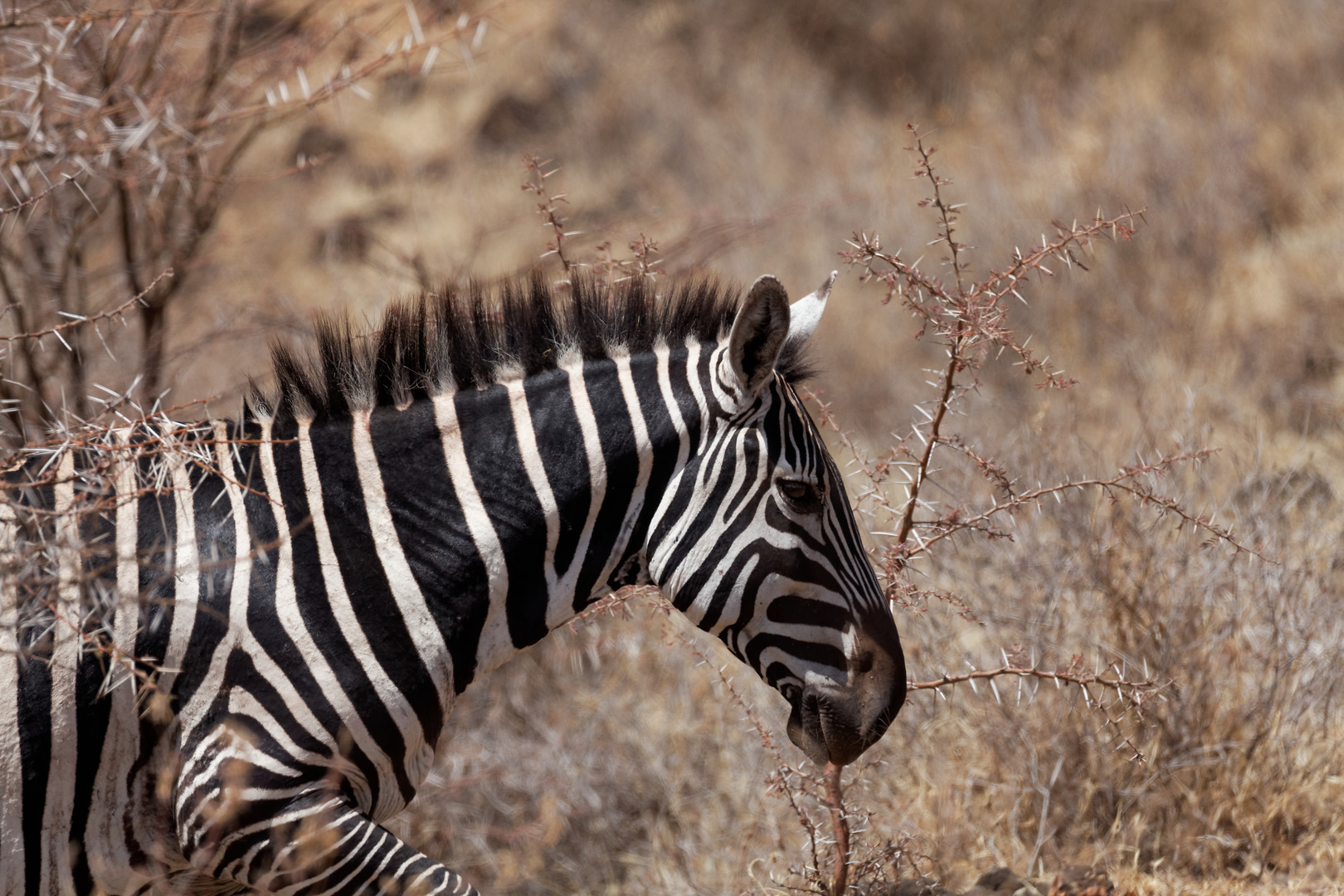 Zebra im Nechisar Nationalpark