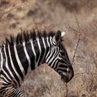 Zebra im Nechisar Nationalpark