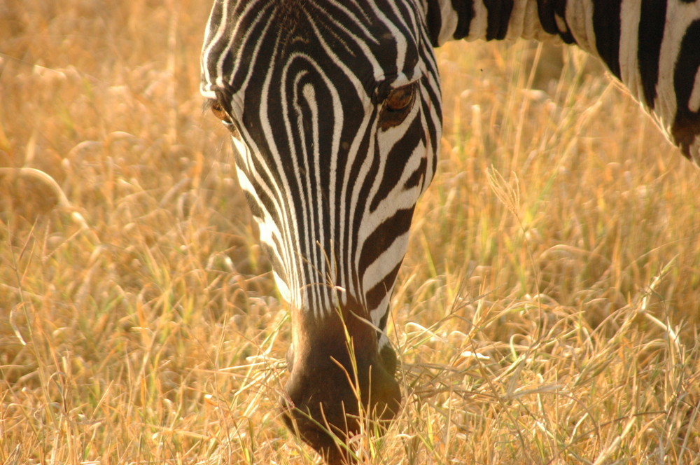Zebra im Ngorongoro Crater
