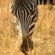 Zebra im Ngorongoro Crater