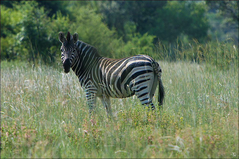 Zebra im Pilanesberg Nationalpark