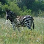 Zebra im Pilanesberg Nationalpark