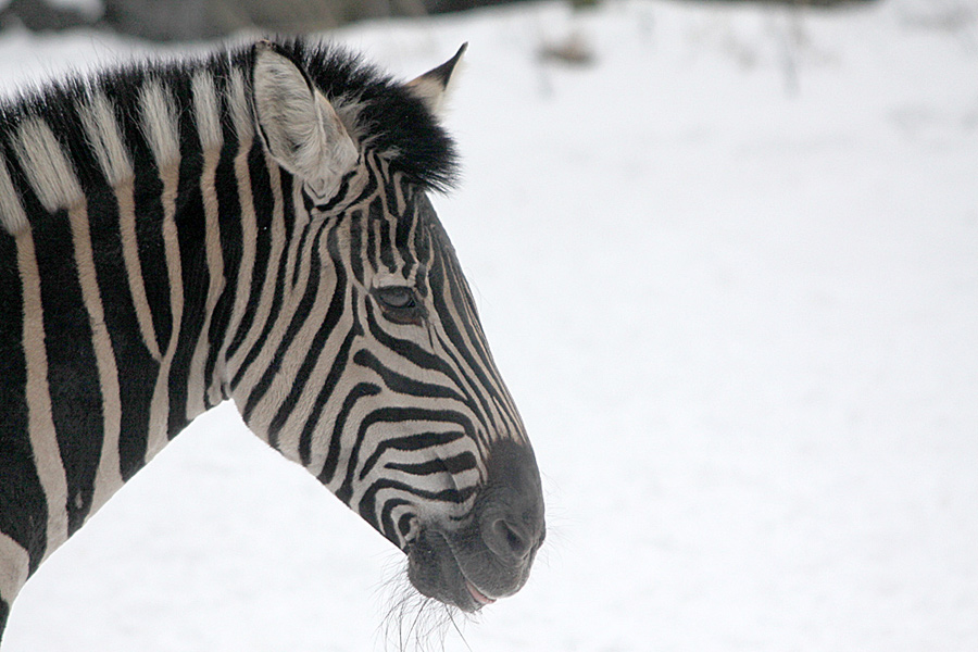 Zebra im Profil