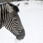 Zebra im Profil