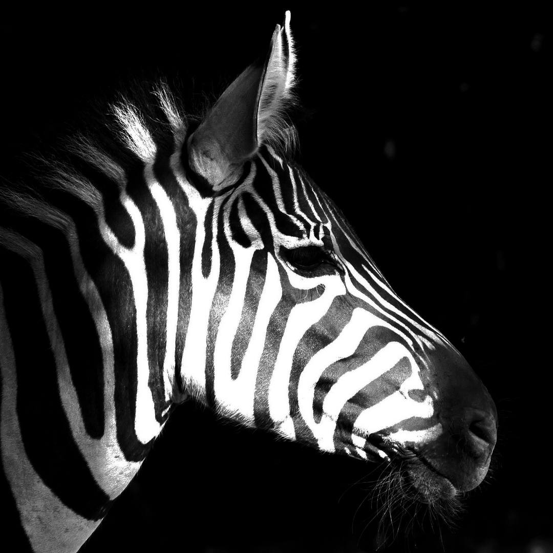 Zebra im Profil