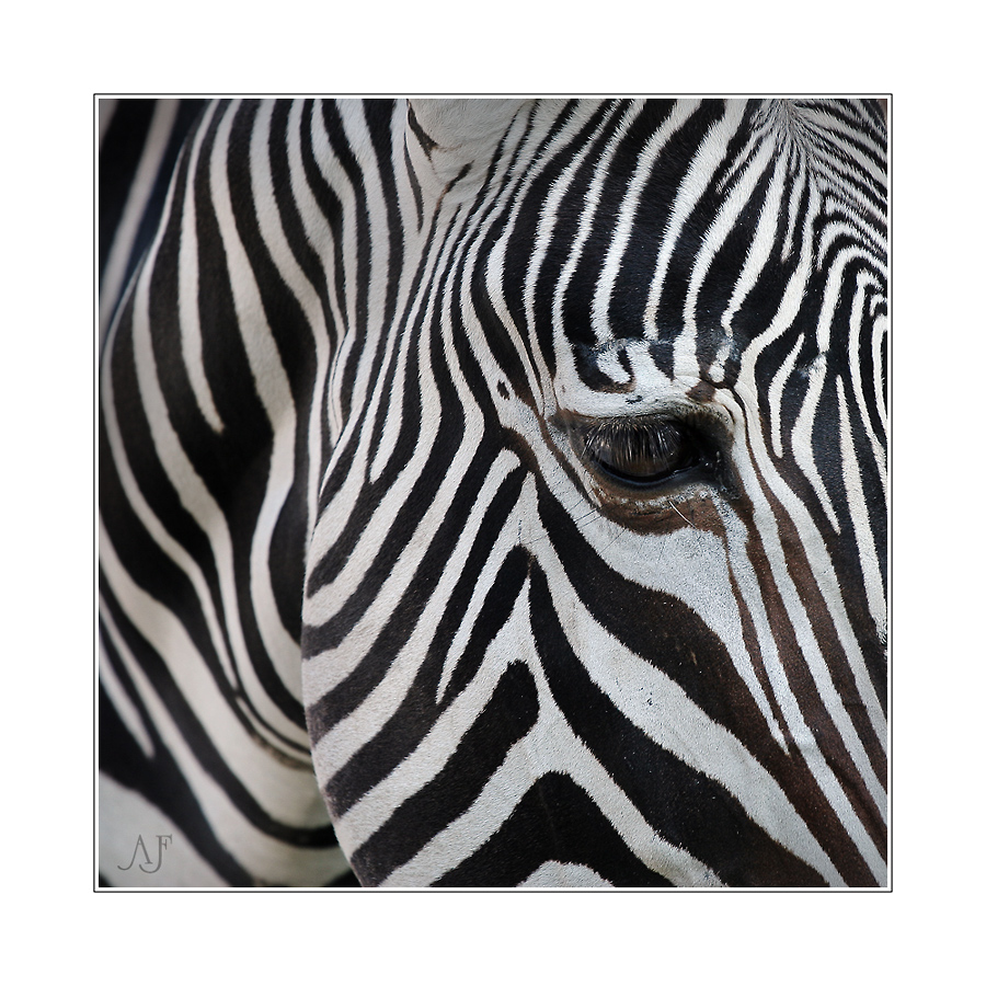 Zebra im Quadrat #1