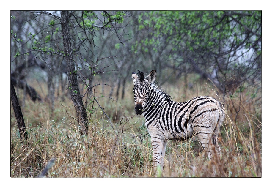 ZeBrA im Regen