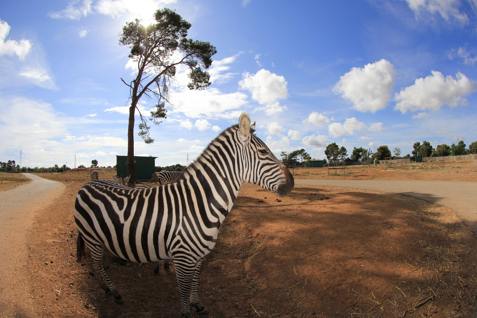 Zebra im Safaripark Mallorca