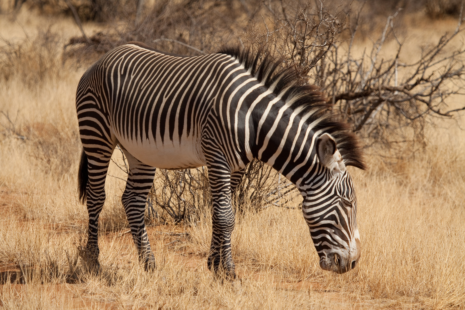 Zebra im Samburu NP