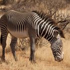 Zebra im Samburu NP