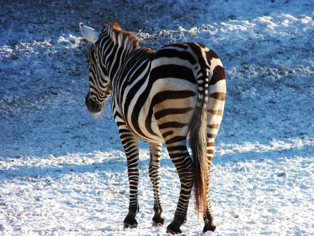 Zebra im Schnee