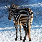 Zebra im Schnee