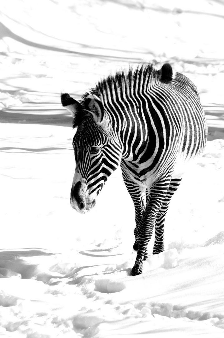 Zebra im Schnee